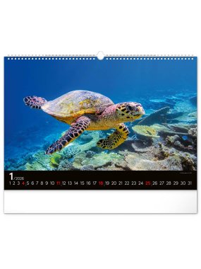 Nástěnný kalendář (Podmořský svět 2026) - 48 x 33 x 1 cm