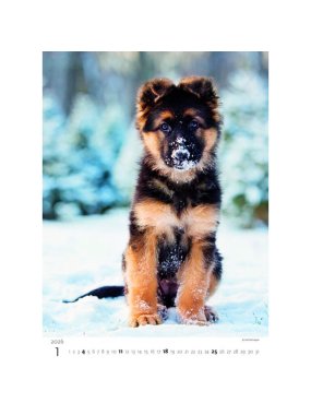 Nástěnný kalendář (Štěňátka 2026) - 24 x 33 cm