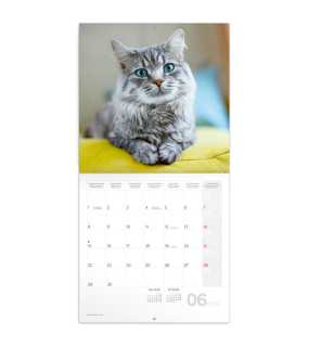 Nástěnný kalendář (Kočky 2026) - 30 x 30 x 1 cm
