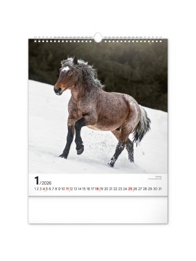 Nástěnný kalendář (Koně 2026) - 30 x 34 x 1 cm
